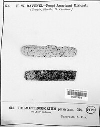 Helminthosporium persistens image